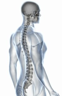 Illustration of a healthy spine